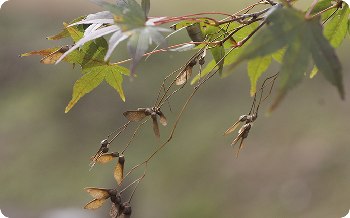 イロハモミジのタネ