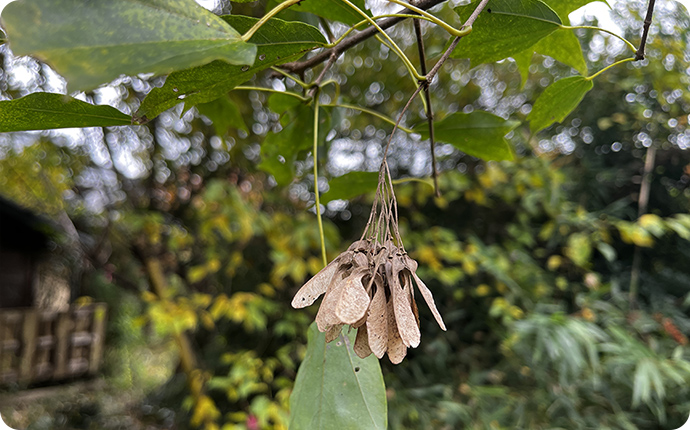 ウリカエデのタネ