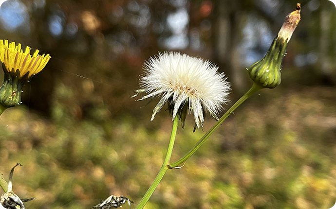 綿毛でタネを飛ばすタンポポ
