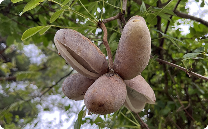 動物に食べられて運ばれるアケビのタネ