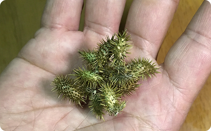 動物の体毛にくっついて運ばれるオオオナモミのタネ