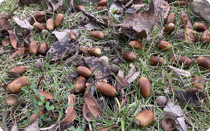 動物が貯蔵して忘れたもの、食べ残しが発芽するドングリ