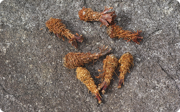 リスに食べられた松ぼっくり「森のエビフライ」