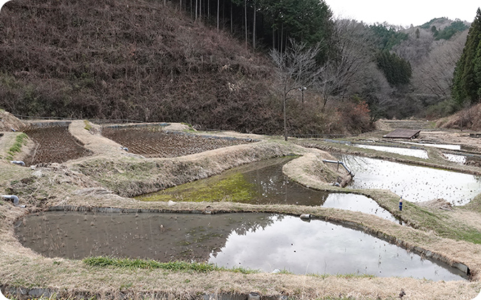 水を張ったハローウッズの田んぼ