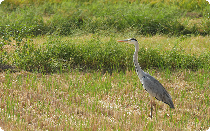 アオサギ：体は水色ががった灰色で、目の上に入る黒いラインが目立ちます