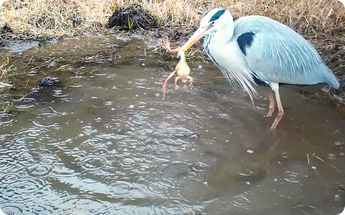 捕食時の特徴として、捕まえたカエルを何度も水で洗う様子が確認できました