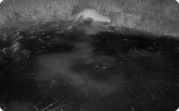 センサーカメラが捉えた夜の生きもの：二ホンイタチ