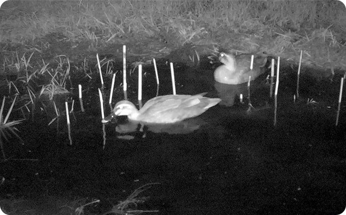 センサーカメラが捉えた夜の生きもの：カルガモ
