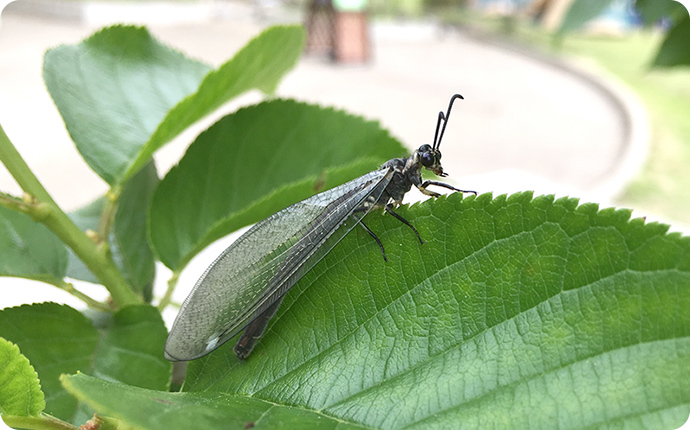 ウスバカゲロウ