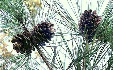 松ぼっくりの不思議な性質を動画で撮影しました！