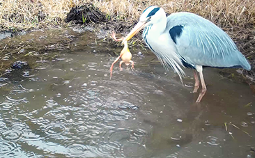 一見のどかな里山で繰り広げられる野生動物たちの生き残り合戦！