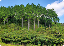 茂木町の森とスギ・ヒノキ林の関係を見てみよう！