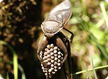 ハローウッズでは貴重な水生昆虫「タガメ」のふ化に成功しました！