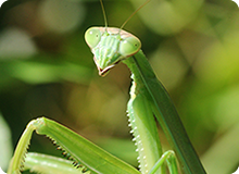 カマキリの面白くて不思議な行動を動画で撮影しました！