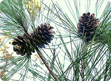 松ぼっくりの不思議な性質を動画で撮影しました！