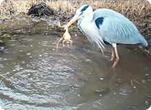 一見のどかな里山で繰り広げられる野生動物たちの生き残り合戦！