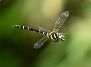 驚異の飛行能力の持ち主である日本最大のトンボ「オニヤンマ」の飛行シーンをスーパースローで撮影