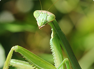 カマキリの面白くて不思議な行動を動画で撮影しました！