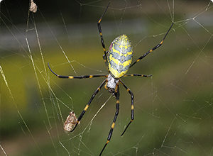 ジョロウグモが獲物を捕らえて食べる様子を動画でじっくり見てみよう！