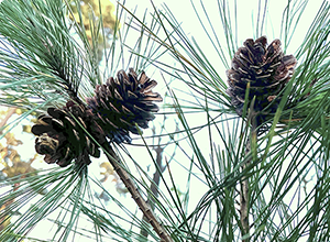 松ぼっくりの不思議な性質を動画で撮影しました！