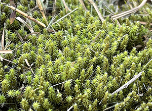 コケテラリウムづくりに挑戦しよう！前編：冬も楽しめる植物「コケ」の魅力