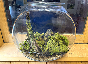 コケテラリウムづくりに挑戦しよう！後編：つくり方を詳細に図解します！