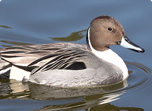 冬こそお手軽バードウォッチング！公園の水辺に集まるカモ類大図鑑
