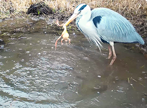 一見のどかな里山で繰り広げられる野生動物たちの生き残り合戦！