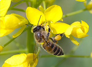 ハチミツと一緒に花粉団子を作って運ぶ春のミツバチをじっくり撮影！