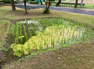 梅雨真っ盛りのHondaWoodsの田んぼに「藻」が発生！農薬を使わず、自然の力と人の手で対策し、稲を守っています！