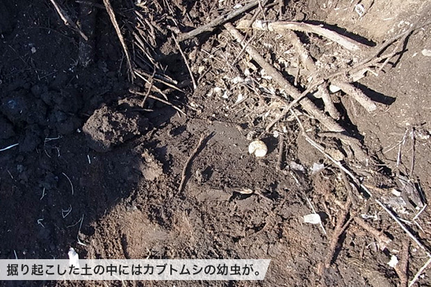 掘り起こした土の中にはカブトムシの幼虫が。