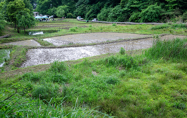 里地里山保全レポート｜ホンダの里地里山保全活動｜Honda