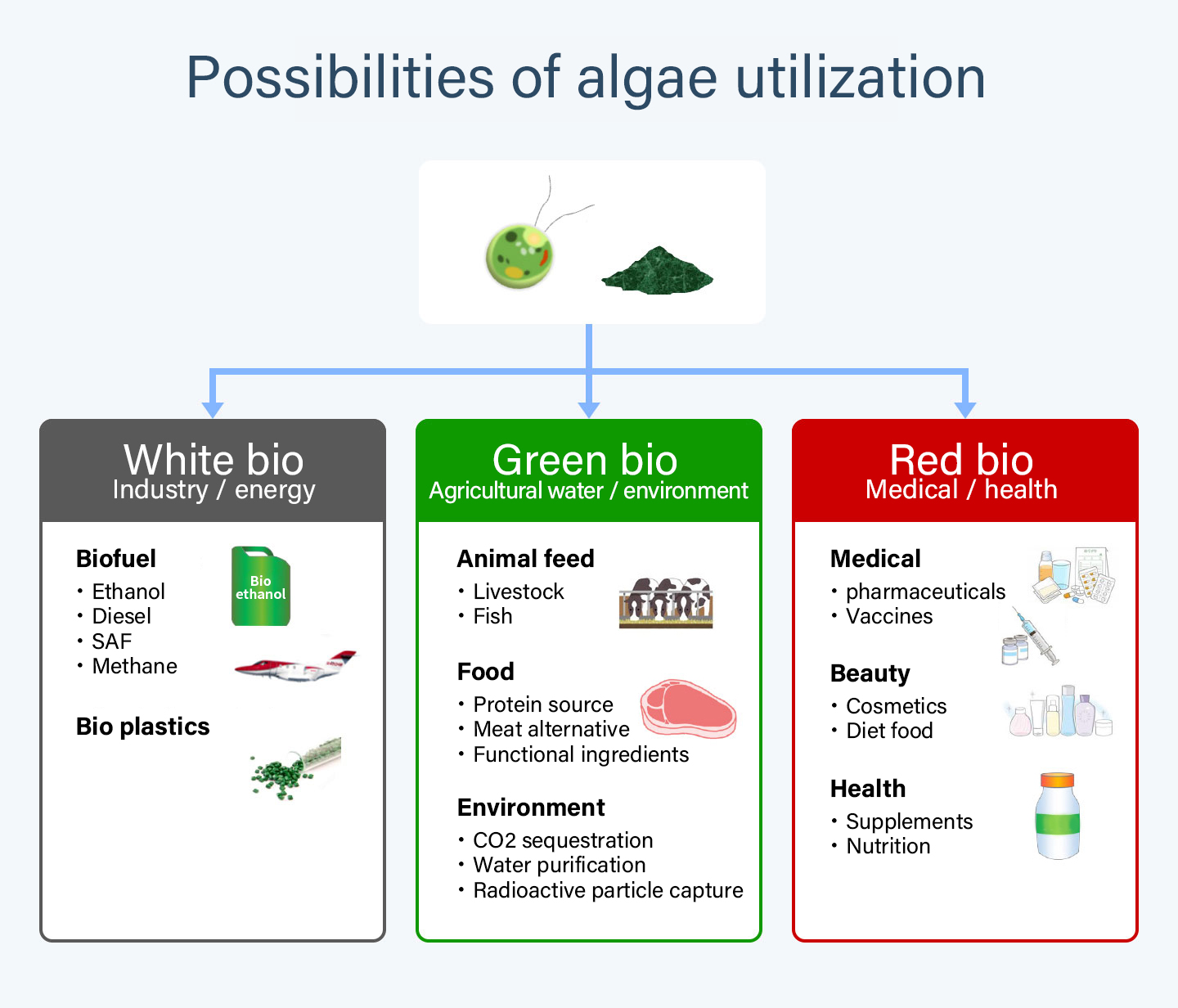 Possibilities of algae utilization